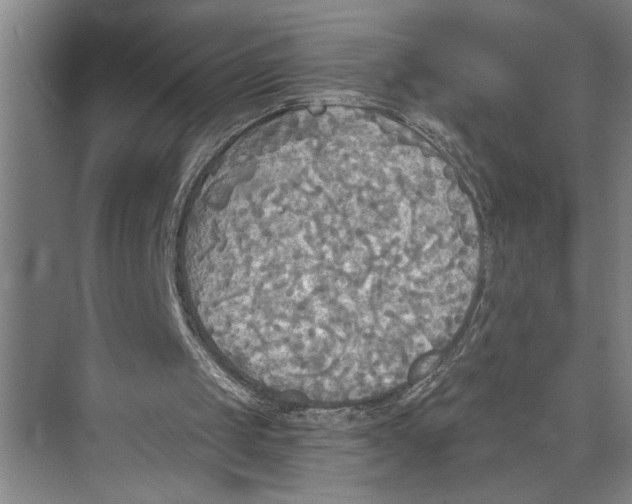 X0000071910049200608041419