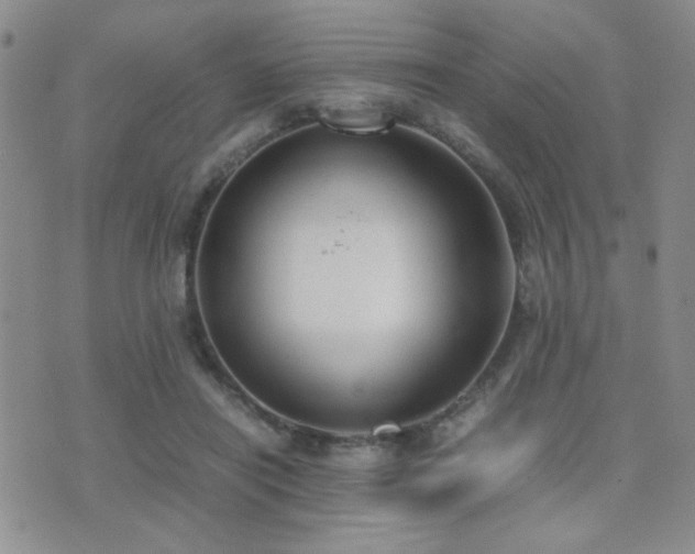 X0000071920454200607071201