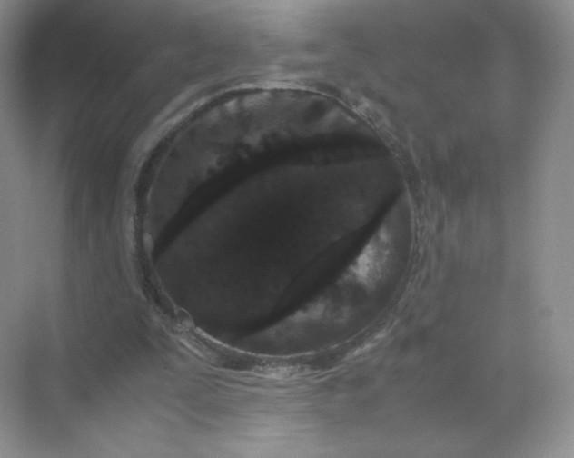X0000071920295200607212115