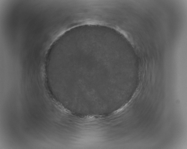 X0000071921263200607212059