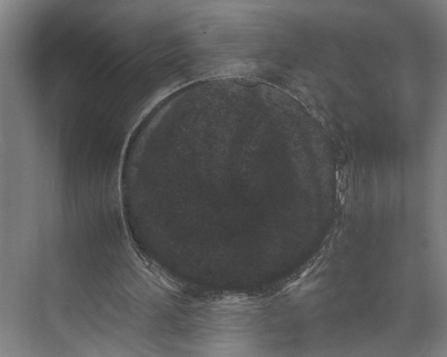 X0000071920196200608041444