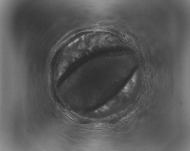 X0000071920295200608041442