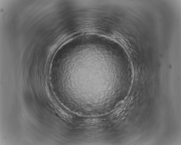 X0000071930145200607071231