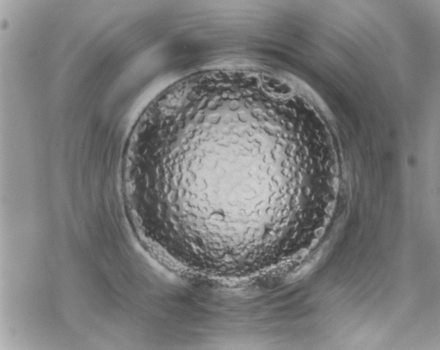 X0000071930855200607071221