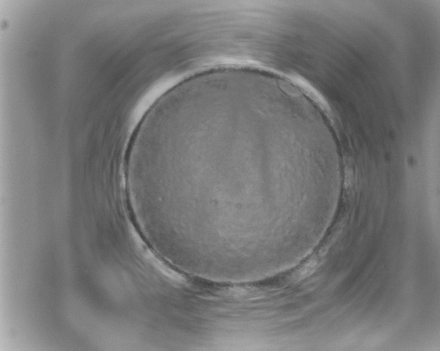 X0000071931287200607071213