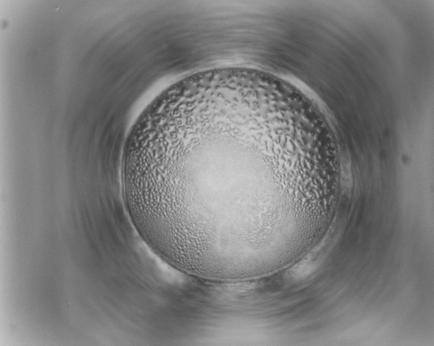 X0000071931294200607071213