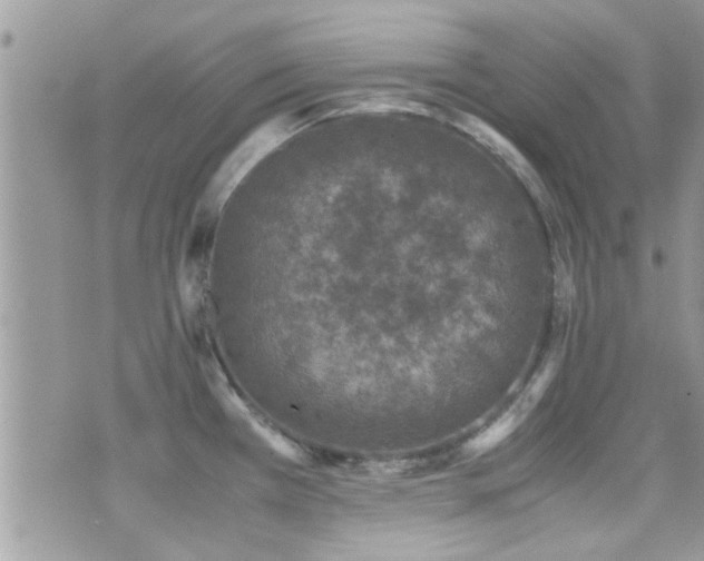 X0000071931385200607071212