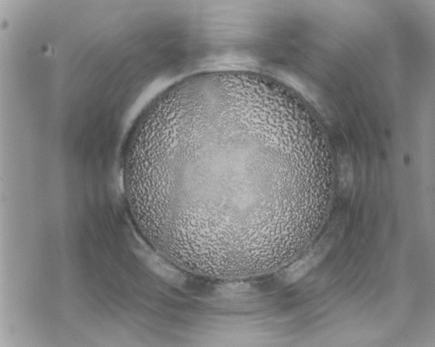 X0000071931462200607071210