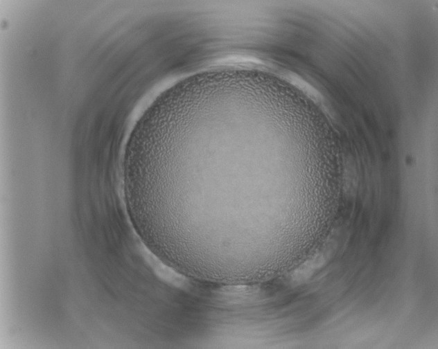 X0000071931478200607071210