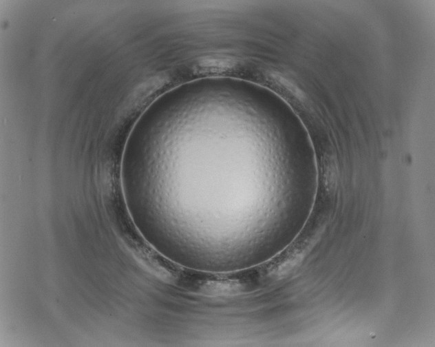 X0000071930455200607141404
