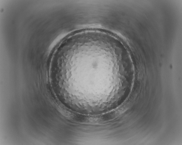 X0000071931271200607141351