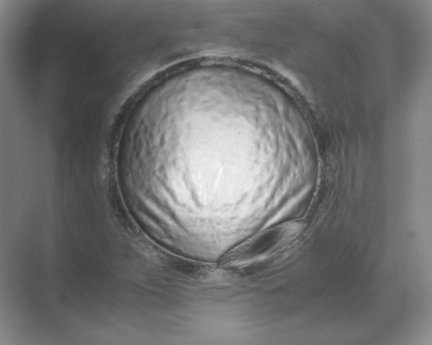 X0000071931263200607212125