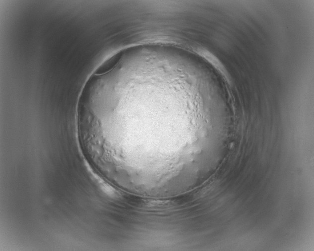 X0000071931439200607212122