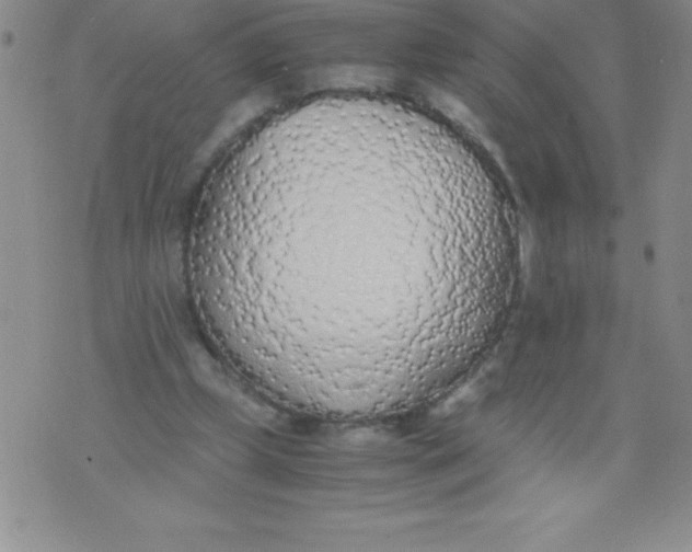 X0000071930249200607281926