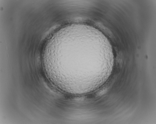 X0000071930306200607281925