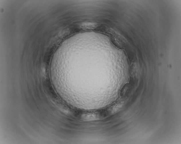 X0000071930655200607281920