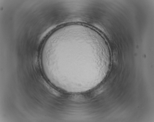 X0000071931452200607281907