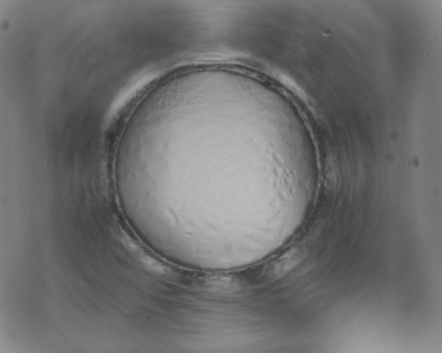 X0000071931456200607281907