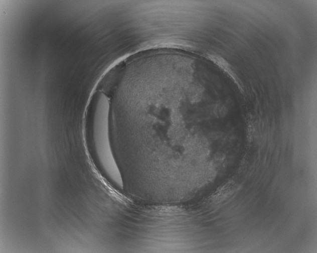 X0000071931024200608041455