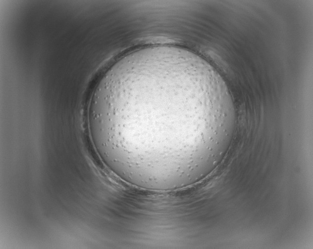 X0000071940351200607071019