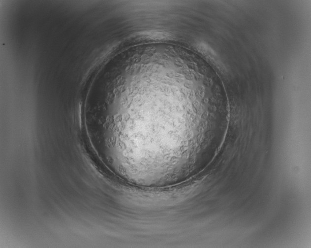 X0000071940014200607071156
