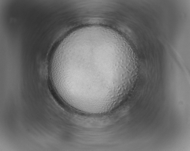 X0000071940016200607071156
