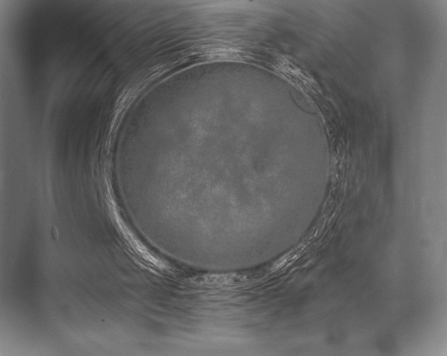 X0000071940049200607071154