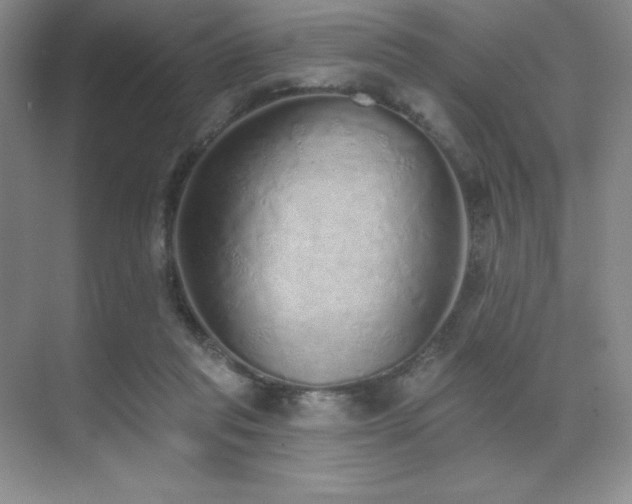 X0000071940261200607071152