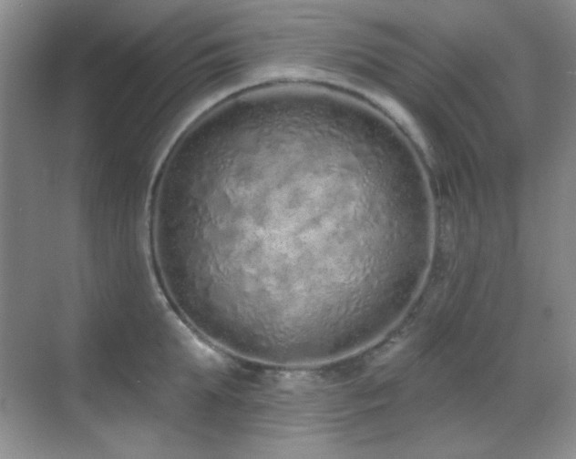 X0000071940903200607071141