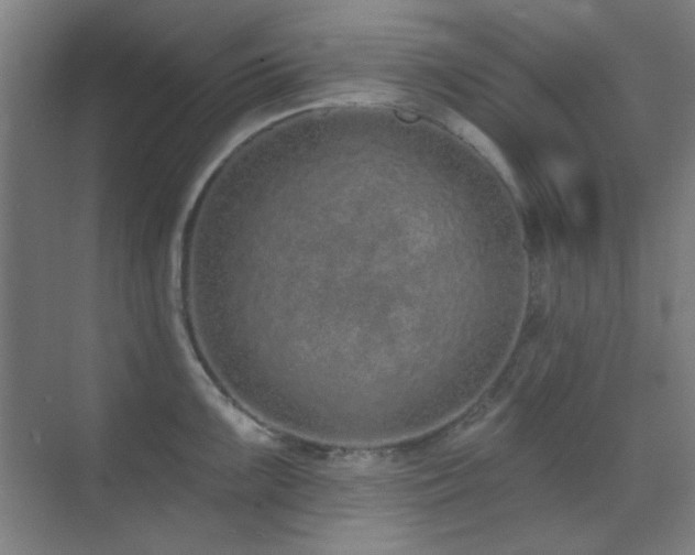 X0000071941099200607071137