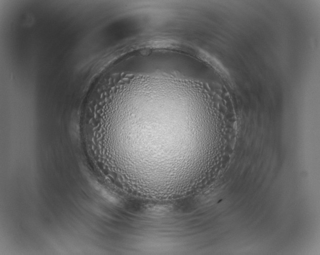 X0000071940155200607141442