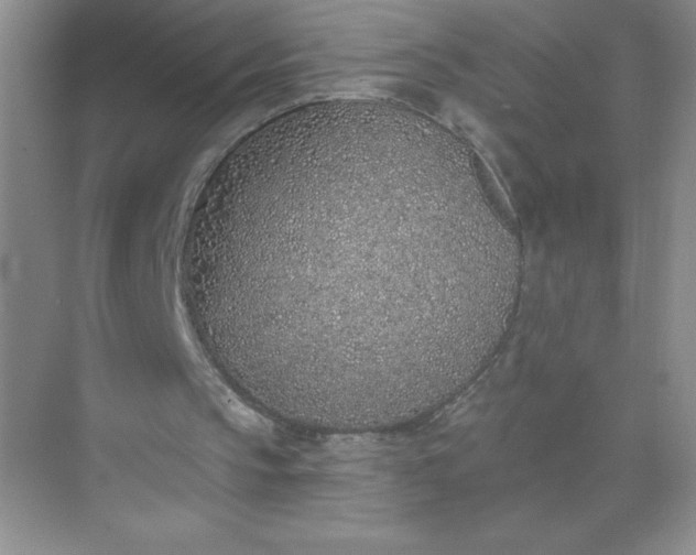 X0000071940145200607212209