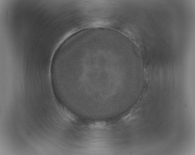 X0000071940196200607212209