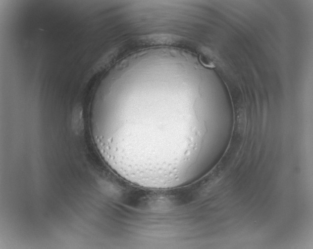 X0000071940254200607212208