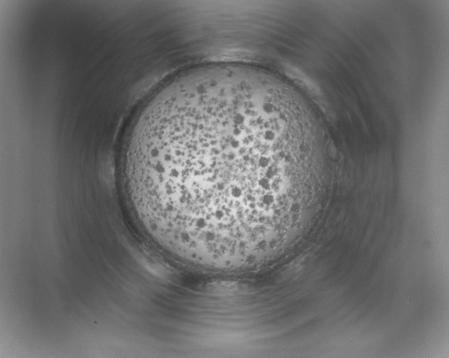 X0000071940298200607212207