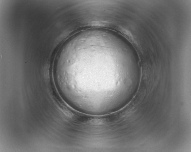 X0000071940299200607212207