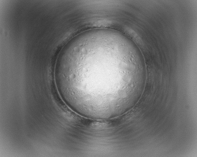 X0000071940354200607212206