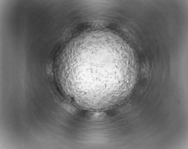 X0000071940663200607212202