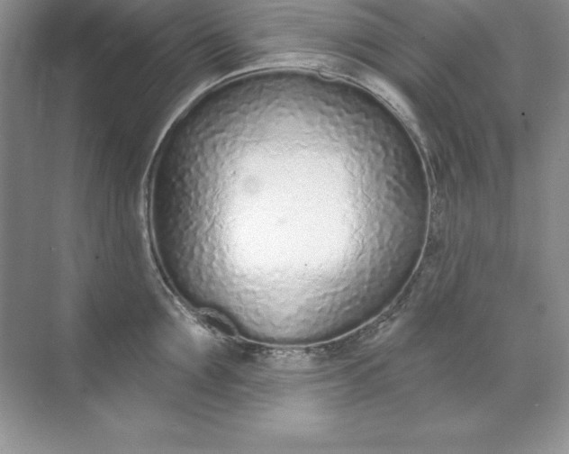 X0000071940907200607212157