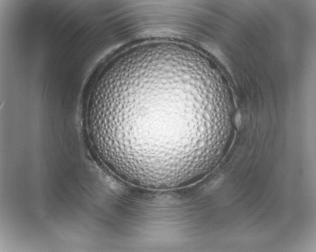 X0000071940979200607212156