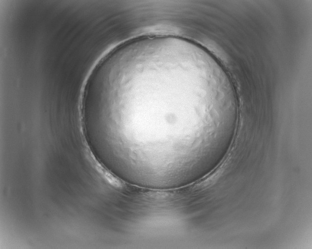 X0000071941248200607212152