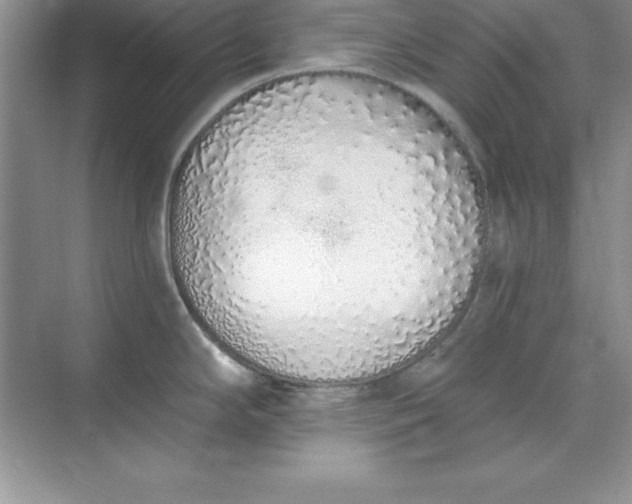 X0000071941294200607212151