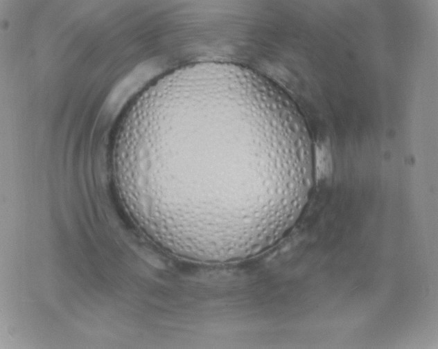 X0000071940291200607281950