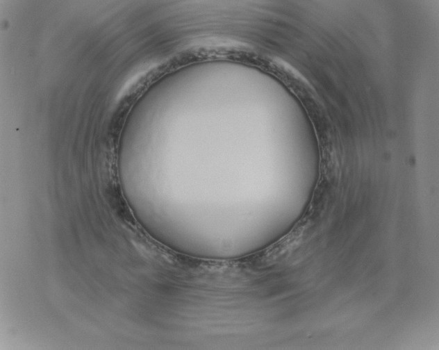 X0000071940775200607281942