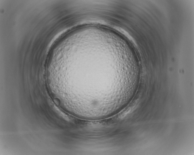 X0000071940799200607281942