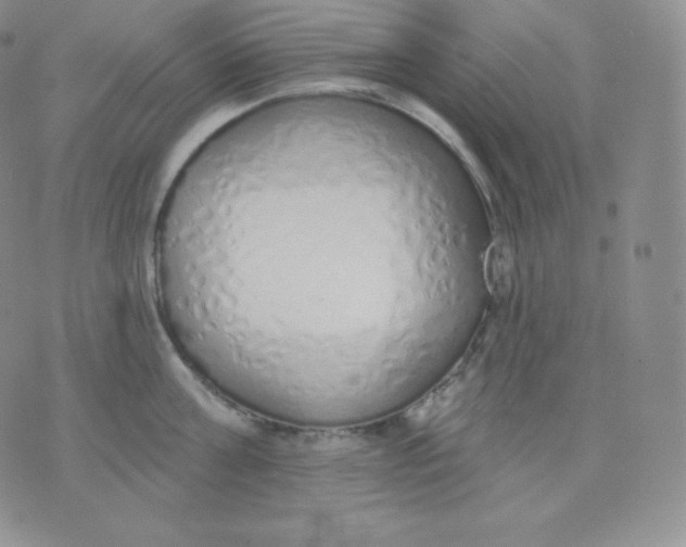 X0000071940811200607281942