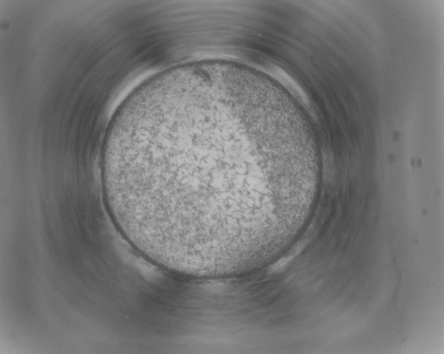 X0000071940814200607281942