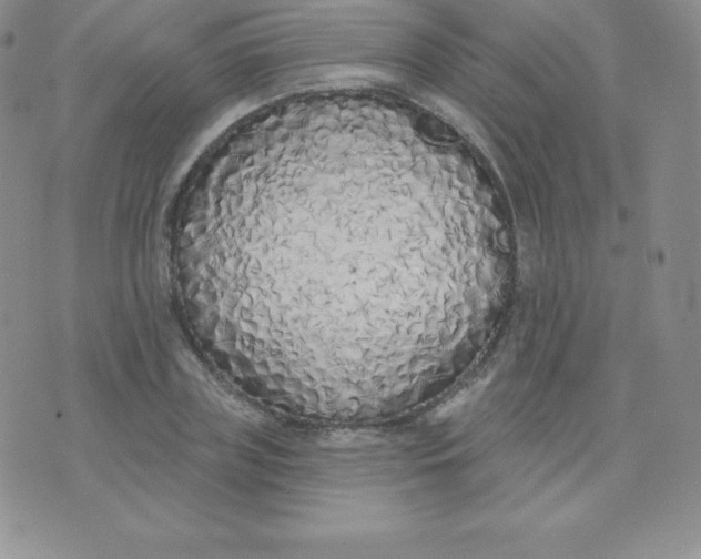 X0000071940835200607281941