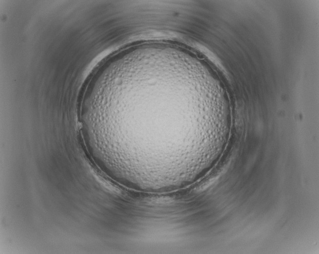 X0000071940837200607281941