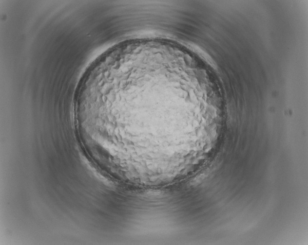 X0000071940839200607281941